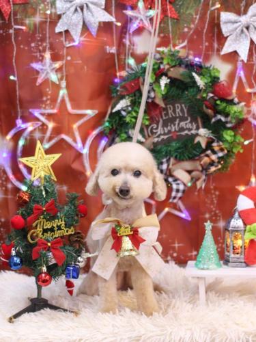 20231207あくびちゃん